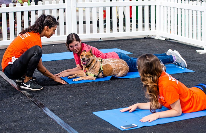 Australian cattle dog lying next to someone doing yoga with a couple other women