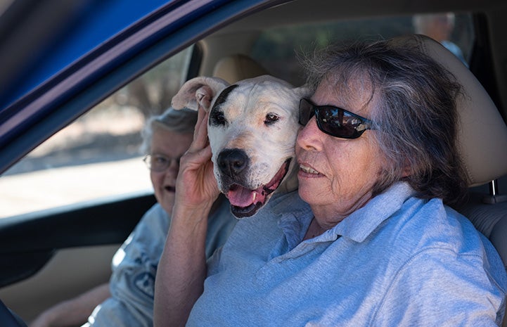 Yuma the dog in a car with the woman who adopted him
