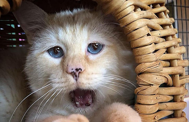 Flamepoint Siamese cat with blue eyes, freckles on his nose and mouth open in a wicker basket