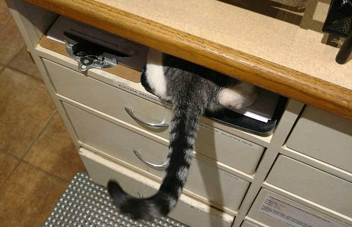 Tabby cat's hind end and tail sticking out from hiding between a desk and a file cabinet