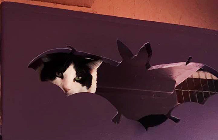A black and white cat hiding in a wooden box on a shelf, peeking out from a bat cutout