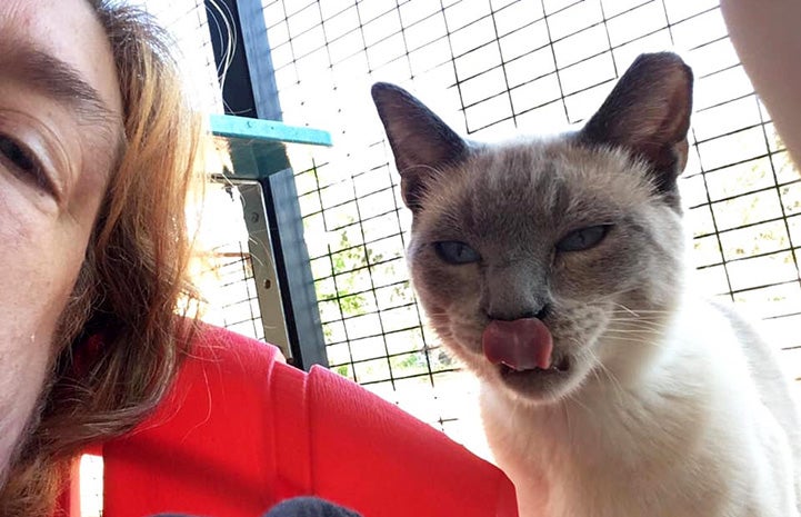 Selfie taken with Siamese mix cat who is licking his lips