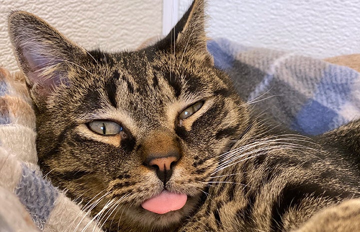 Brown tabby cat with little pink tongue sticking out
