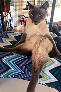 Raspberry the Siamese cat sitting in what looks to be a yoga pose