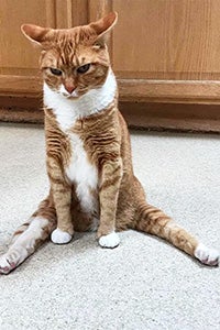 Solarflare the orange and white tabby cat sitting with hind legs splayed out and ears back