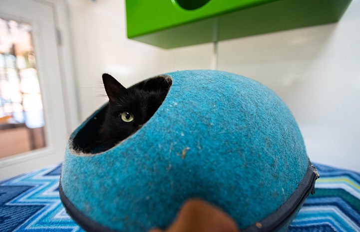 Ruby the cat peeking out from the opening of a blue dome-shaped cat bed