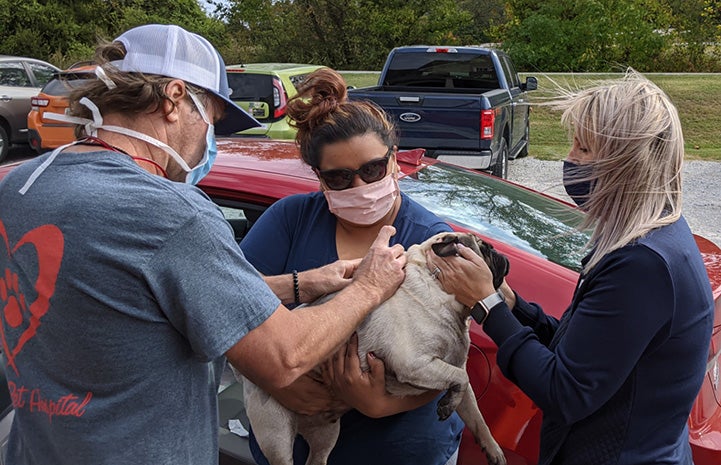 Pug being microchipped at a drive-though microchip event