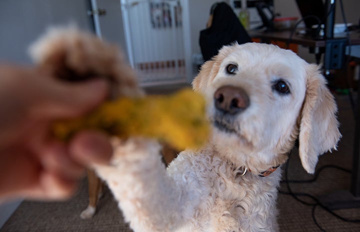 Dog reaching his paw up to a person holding a homemade dog treat