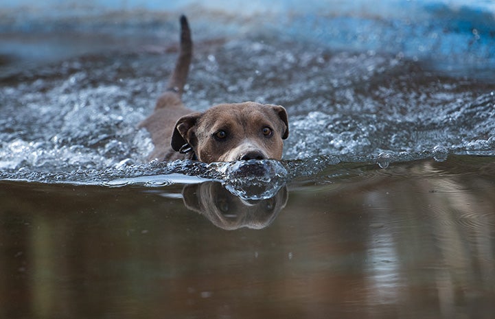 Dog swimming in some water