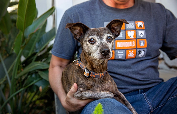 Small dog wearing a Best Friends collar sitting on a person's lap, who is wearing a Best Friends T-shirt
