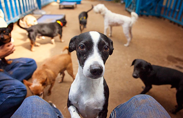 Small black and white dog in a group with other dogs, at the lap of a person