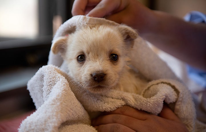 Puppy being dried off with a towel