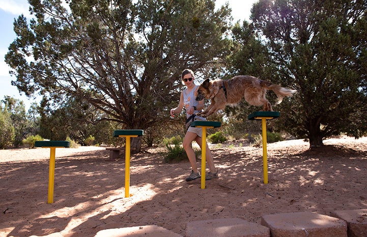 Person running alongside while a dog does an agility course