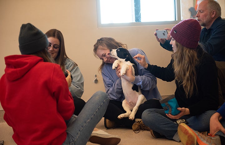 Group of people playing with puppies