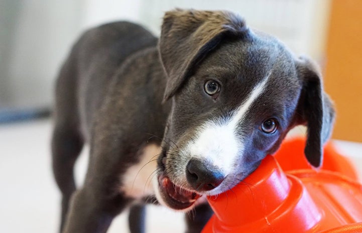 Swiper the puppy chewing on a toy fire hydrant