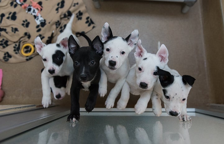 Six black and white puppies from the Tumbleleaf litter all vying for attention