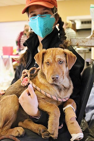 Barron the dog with a bandage on his leg being carried by a masked person