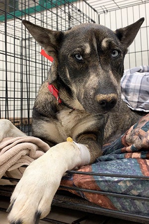 DeeOhGee the dog with blue eyes in a wire kennel