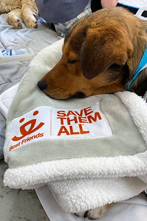 Dog lying his head on a Save Them All blanket