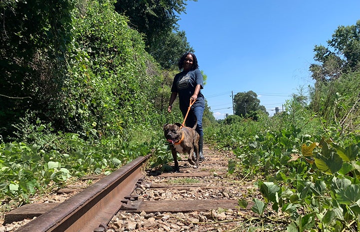Volunteer Faye Robinson walking a brindle and white pit bull type dog along some former railroad tracks