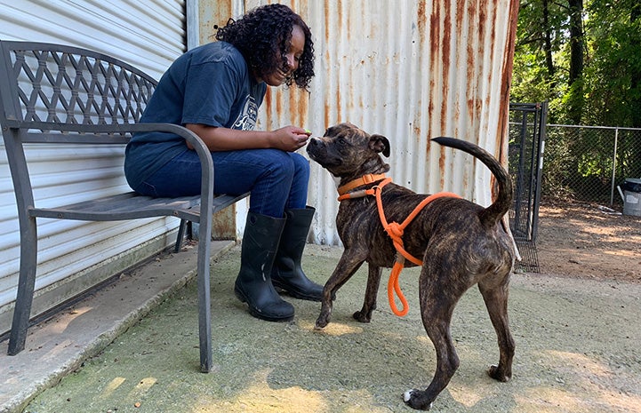 Volunteer Faye Robinson sitting on a bench and interacting with a brindle dog wearing an orange leash and harness
