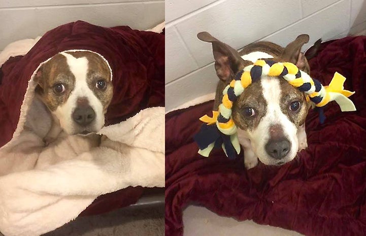 Two side-by-side images of Nena the dog, one under covers and one with a rope toy on her head