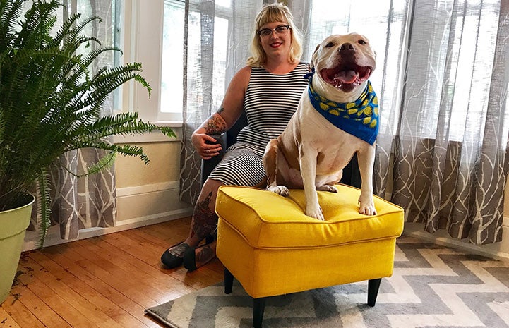 Dog from My Pit Bull is Family sitting on a yellow ottoman 