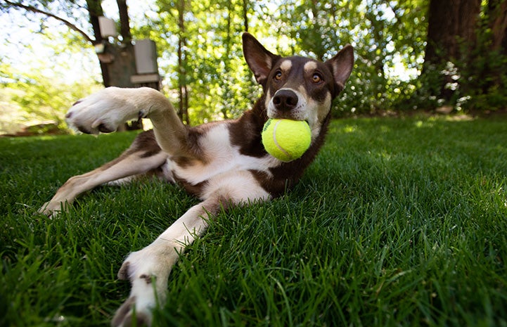 Caboodle the dog with a ball in his mouth while lying in the grass