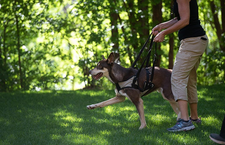Woman holding Caboodle the dog up with a sling so he can walk on the grass