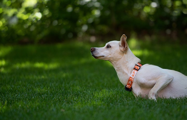 Kit the dog moving in the grass like a bunny hopping