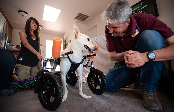 Kit the dog in a wheelchair next to a man who is smiling at him