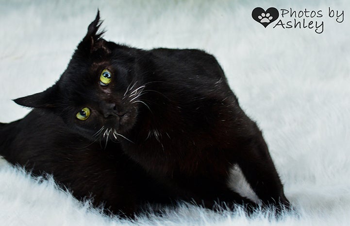 Duke the black cat with white whiskers on a white fuzzy background