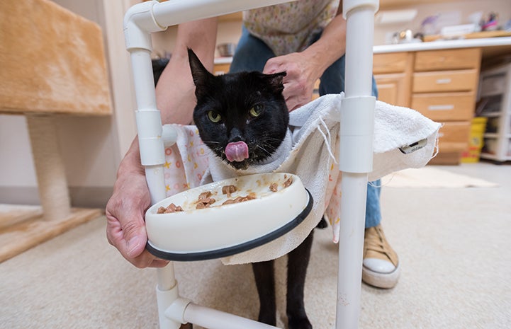 Duke the cat eating in a PVC structure to help him stand upright