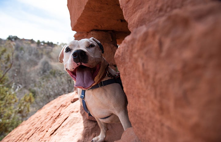 Smiling white pit bull type dog out on a hike on a red cliff