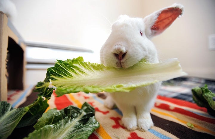 White rabbit eating a leaf of romaine lettuce