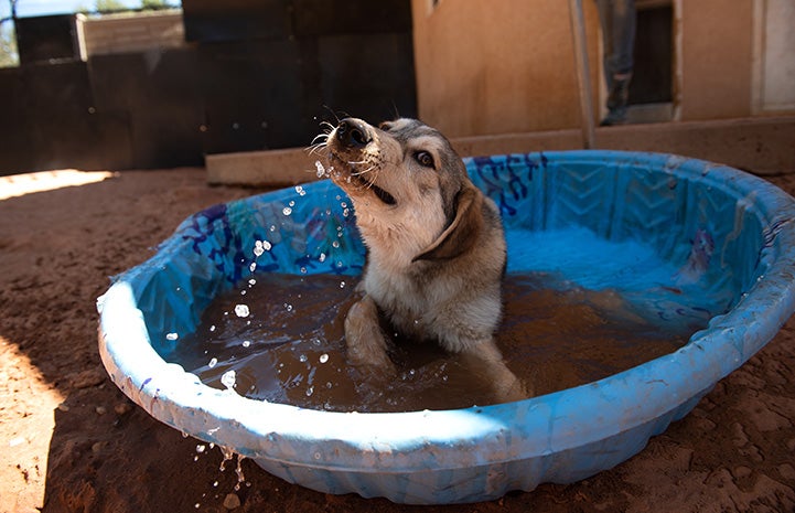 Dog playing in the water in a blue kiddie pool