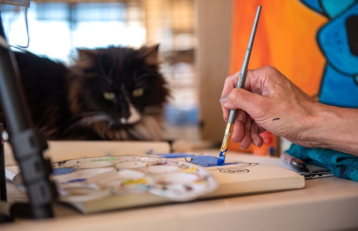 Person painting while a black and white cat watches