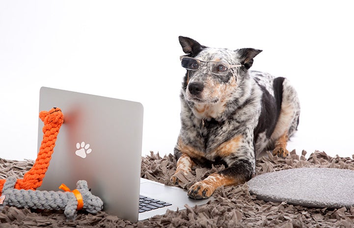 Heeler type dog wearing glasses and looking at a laptop computer