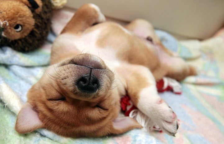Brown puppy sleeping upside-down next to a stuffed toy