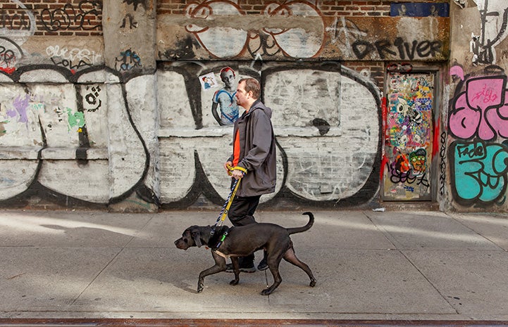 Volunteer Fabio Vitolla walking a dog on a sidewalk with graffiti on the wall behind them