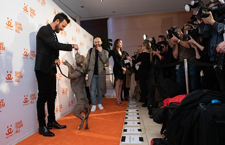 Justin Theroux at Best Friends New York Gala
