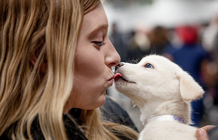Small white puppy licking a woman giving him a kiss