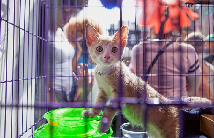 Cream tabby kitten in a purple cage at the New York cat adoption event