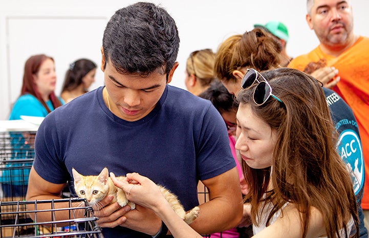 Man holding an orange tabby kitten while a woman pets the kitten at the New York cat adoption event