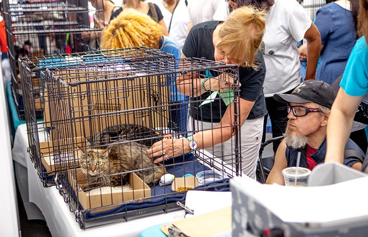 Woman petting two tabby cats in a kennel while a man looks on at the New York cat adoption event