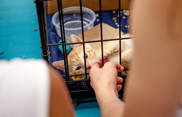 Person petting an orange tabby kitten through the bars of a kennel at the New York cat adoption event