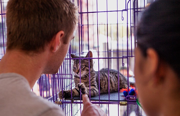 Man and woman playing with a tabby kitten through the bars of a kennel at the New York cat adoption event