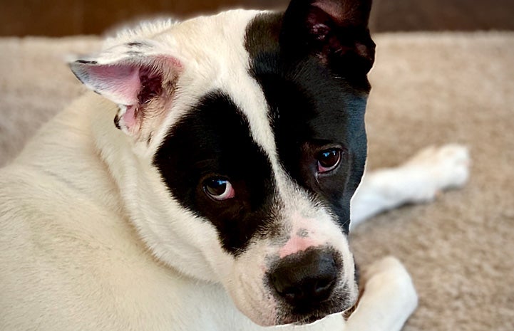 Oreo the black and white dog in his foster home