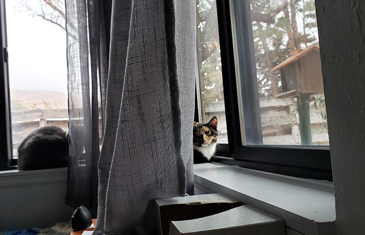 Wobbles the calico cat in a window