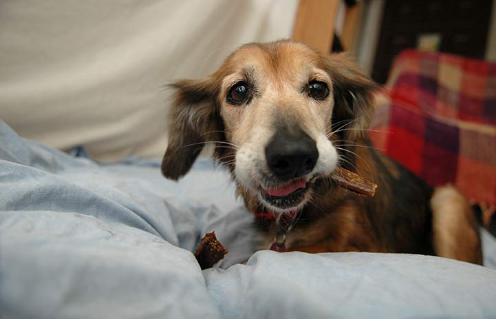 Brown dog with graying muzzle chewing on treats